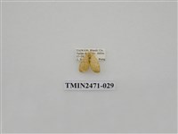 藏品(鉤弧紋豔苔蛾)的圖片